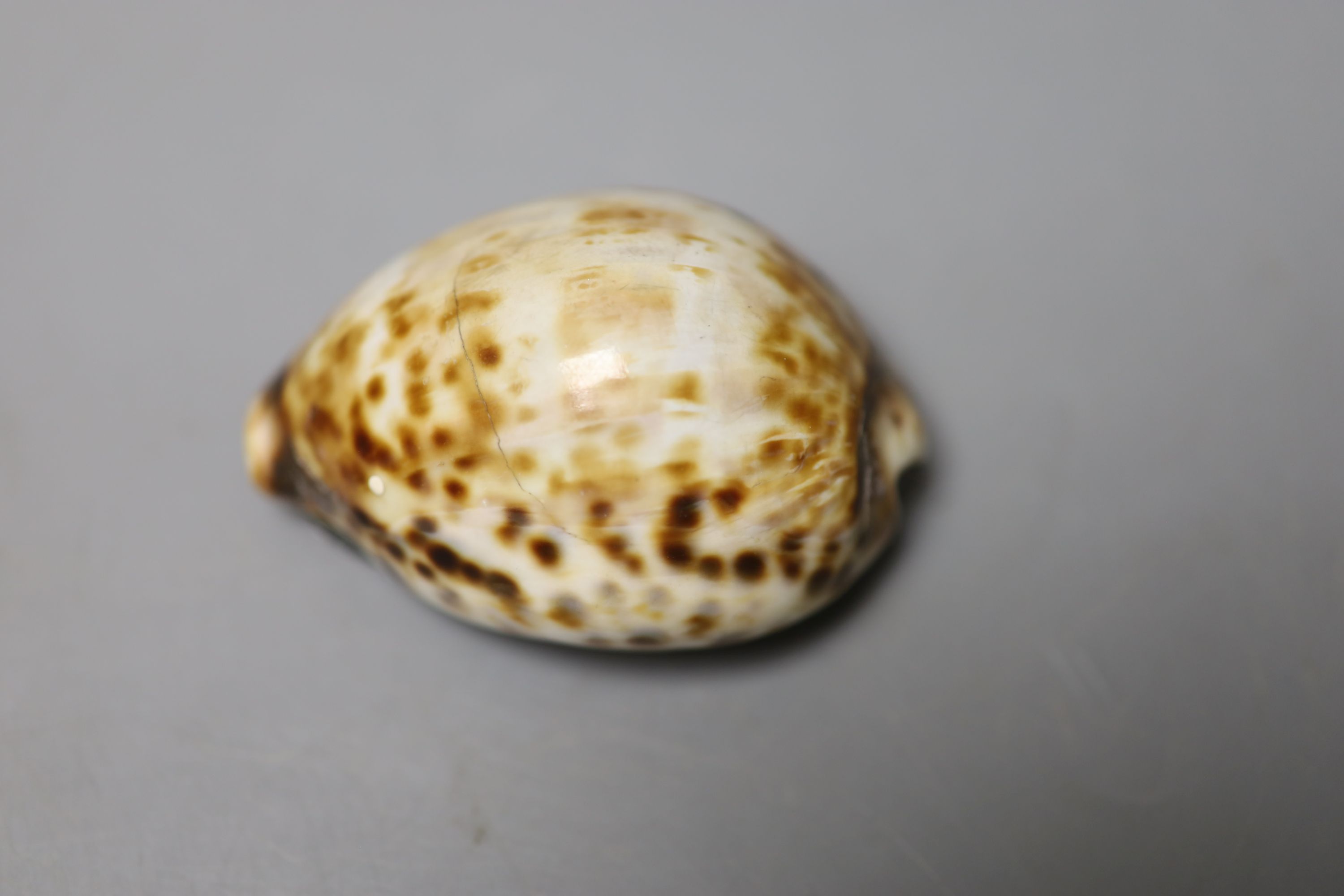 A 19th century white metal mounted horn snuff mull, 7cm and a similar white metal mounted cowrie shell snuff box, 73mm(a.f.),